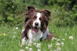 BORDER COLLIE 514